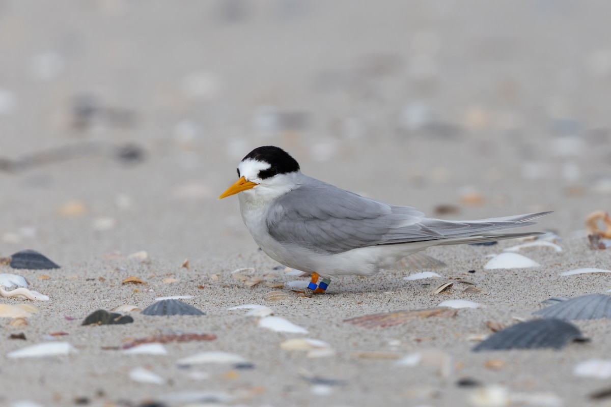 Australian Fairy Tern - ML644121158