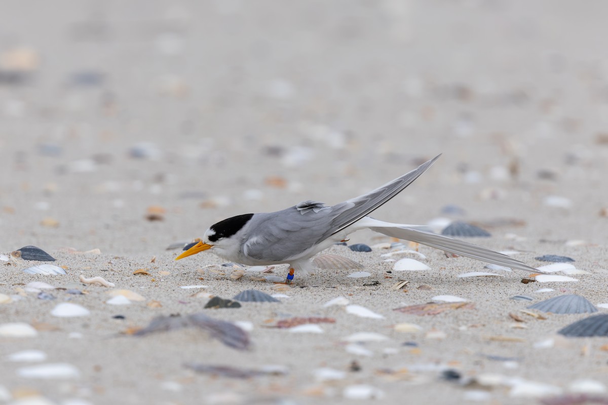 Australian Fairy Tern - ML644121159