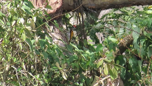 White-naped Woodpecker - ML644121161