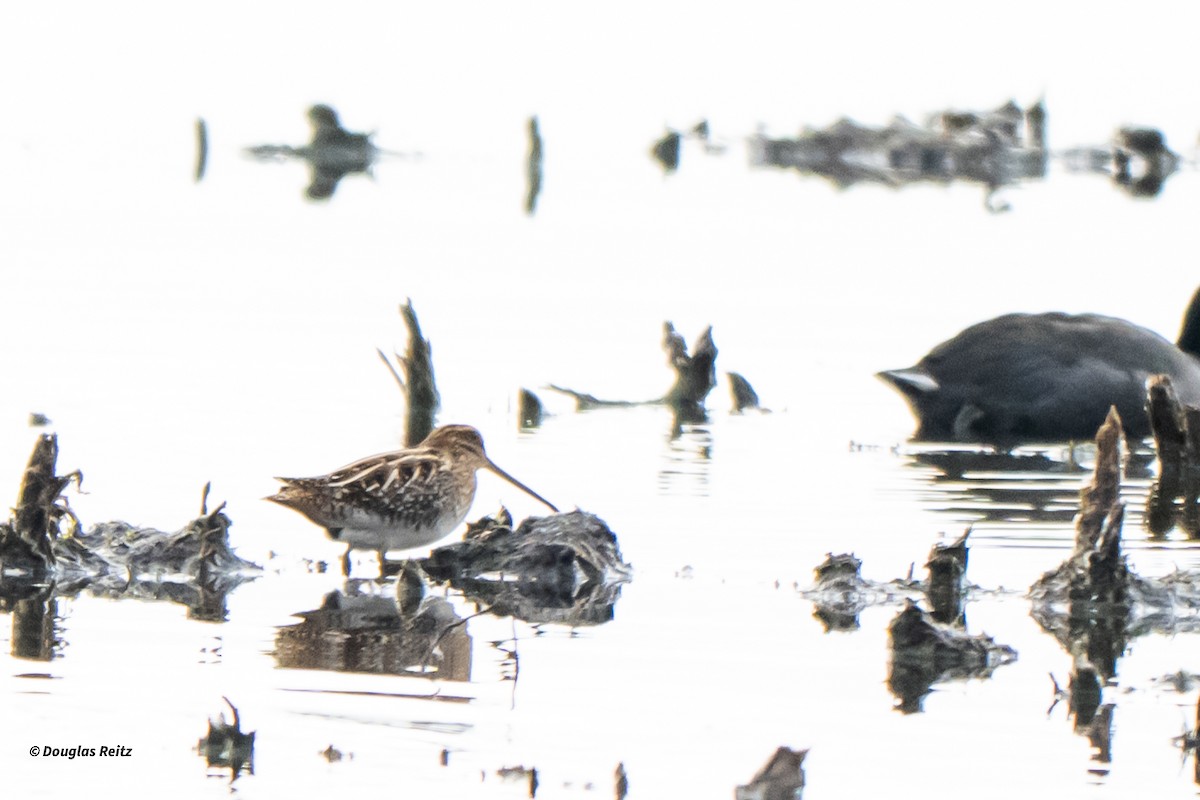 Wilson's Snipe - ML644121165