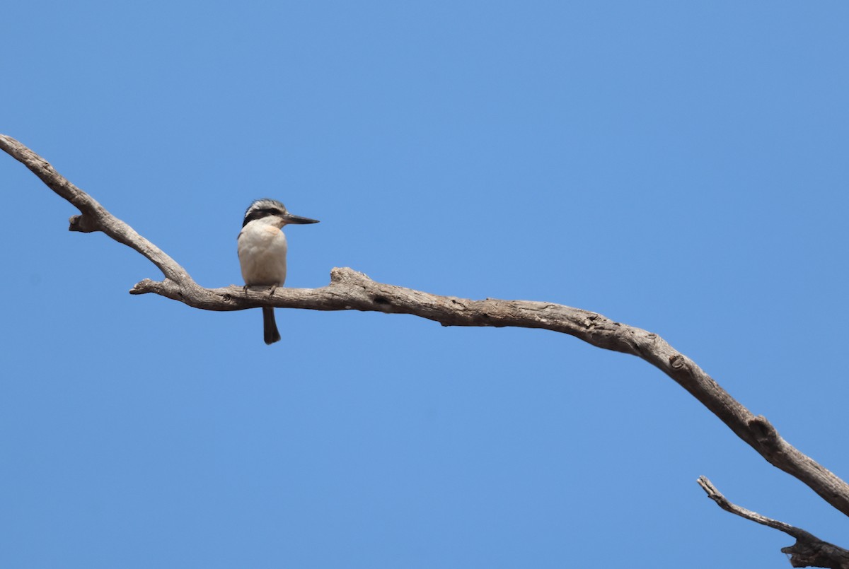 Red-backed Kingfisher - ML644121180