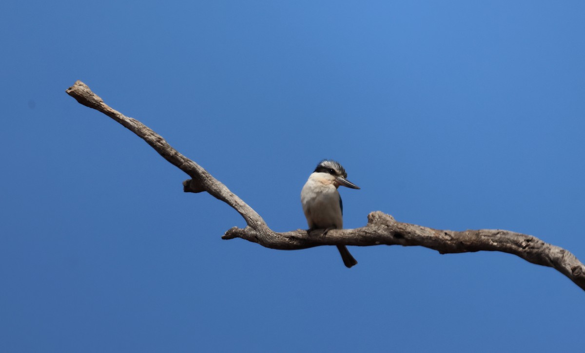 Red-backed Kingfisher - ML644121182