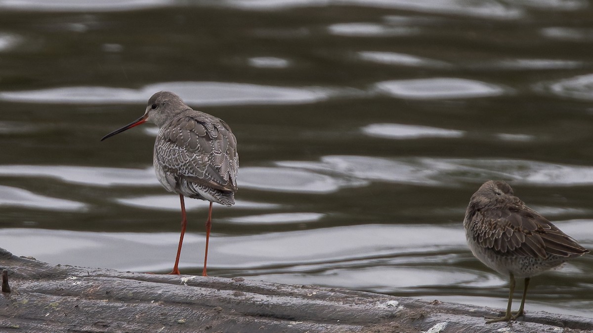 Spotted Redshank - ML644121183