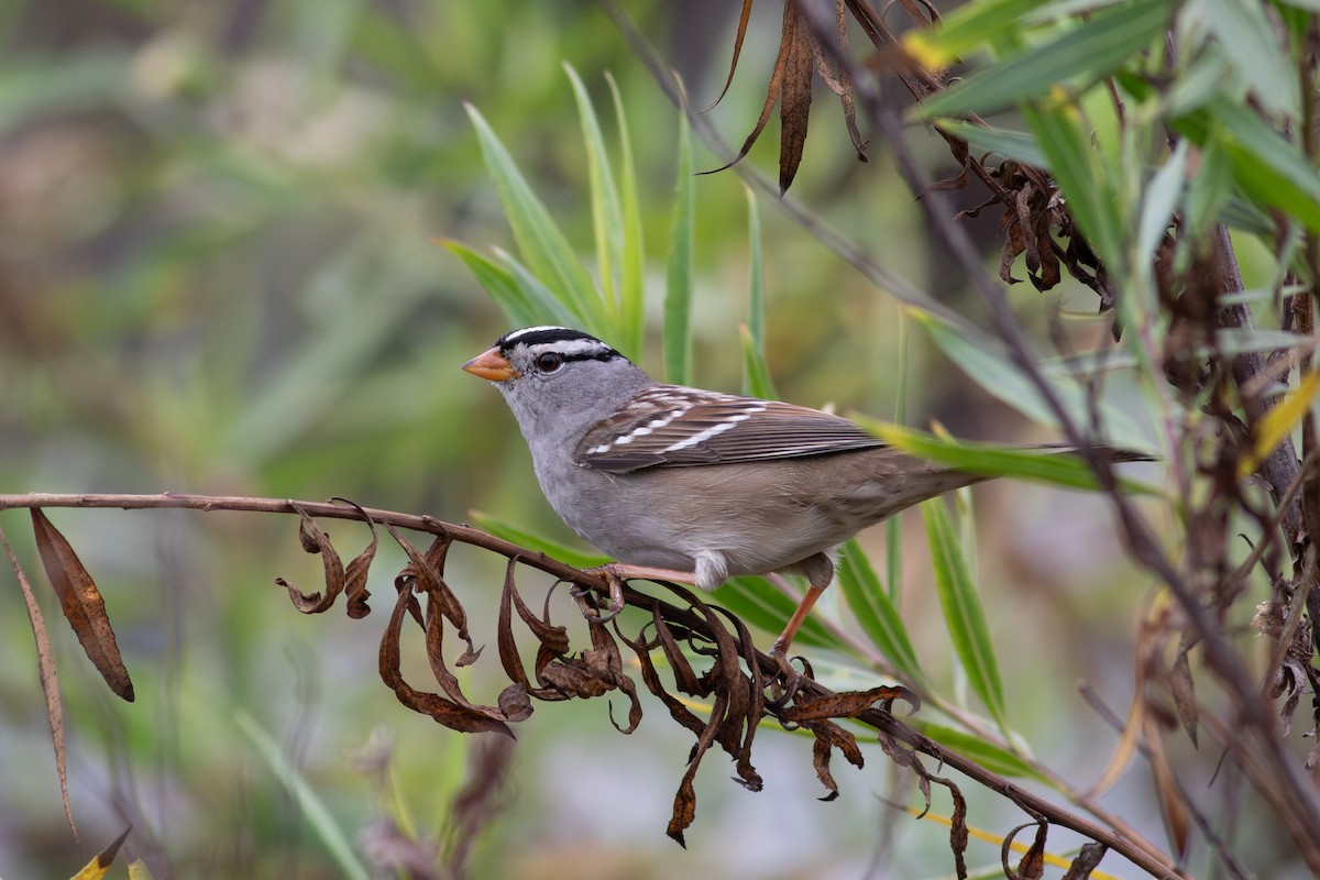 White-crowned Sparrow - ML644121190