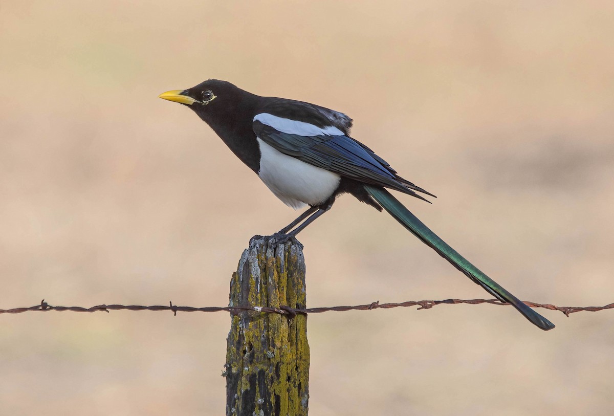 Yellow-billed Magpie - ML644121191