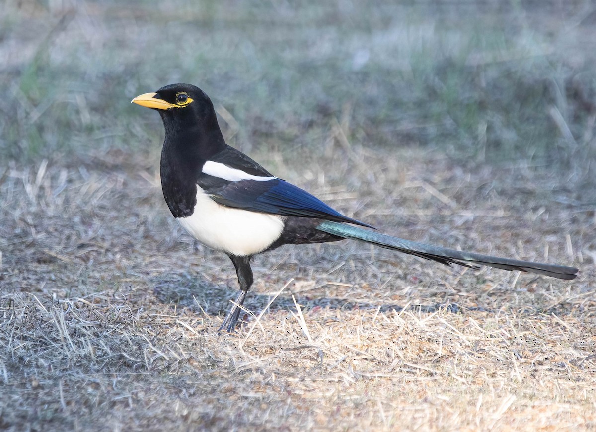 Yellow-billed Magpie - ML644121192