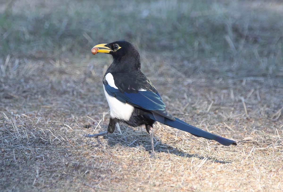 Yellow-billed Magpie - ML644121193