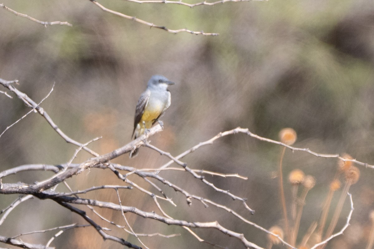 Серогрудый тиранн - ML644121199