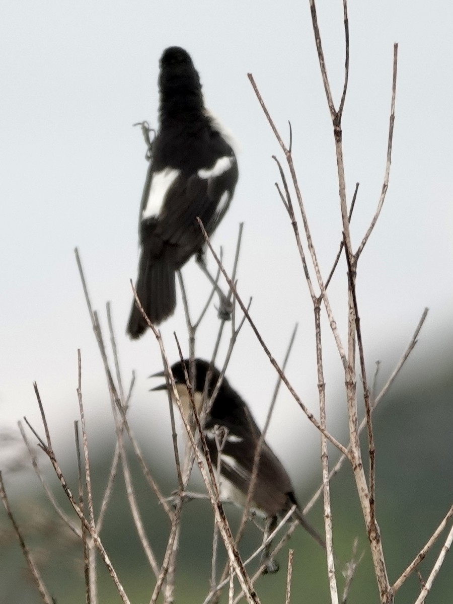 White-rumped Tanager - ML644121204