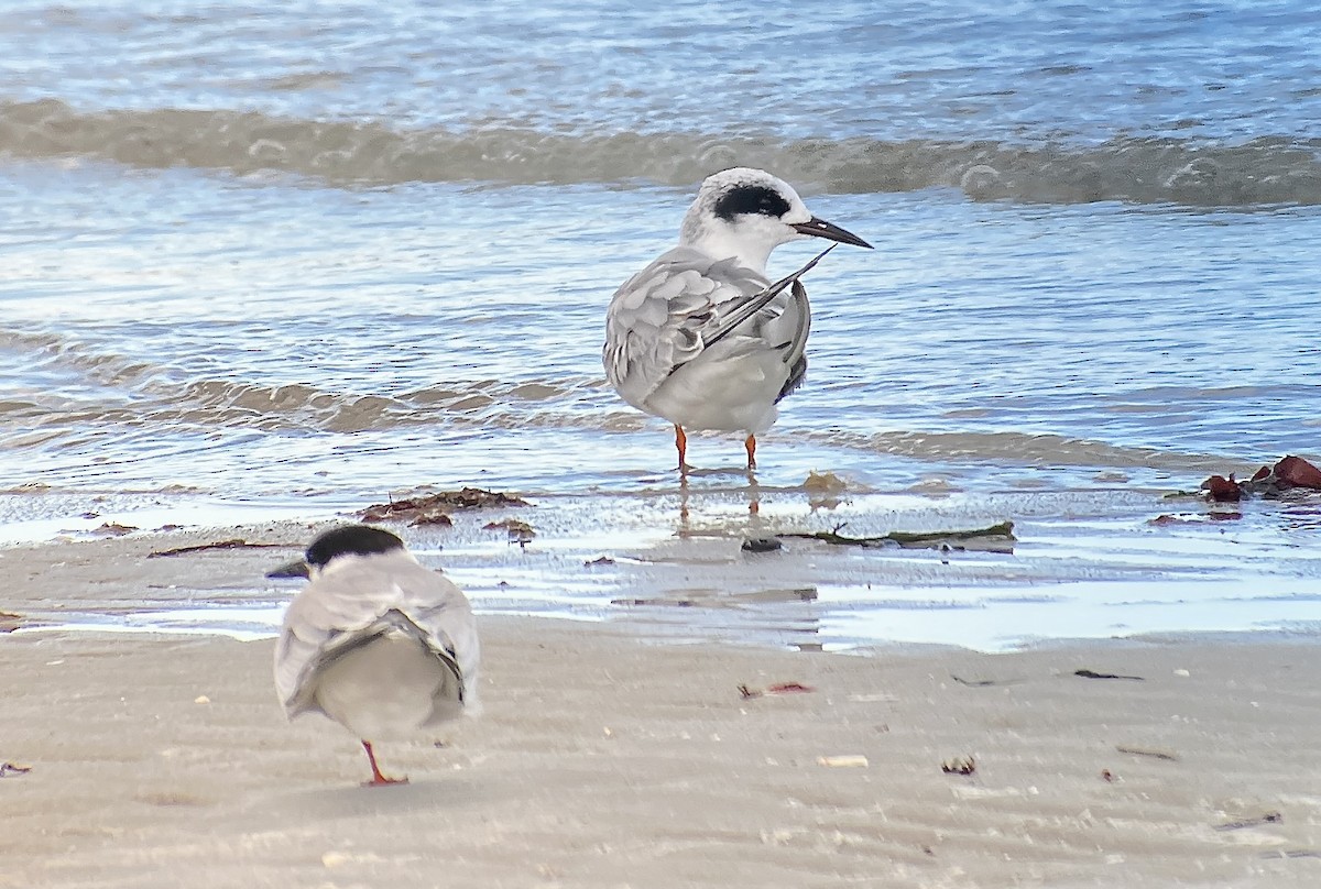 Forster's Tern - ML644121206
