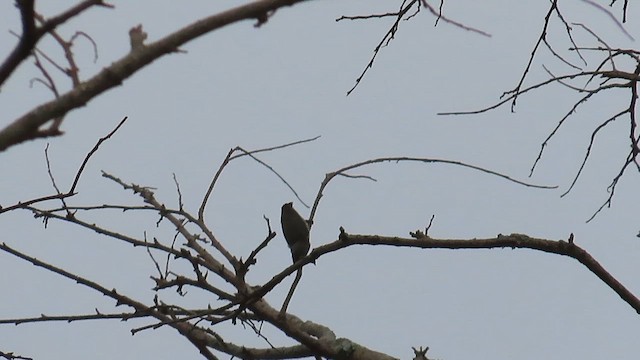 Thick-billed Flowerpecker - ML644121215