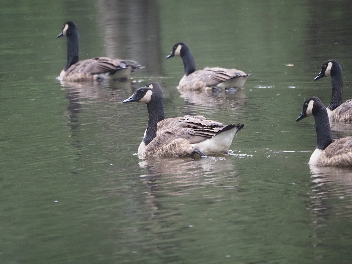 Canada Goose - ML644121217