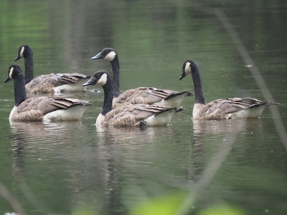 Canada Goose - ML644121218