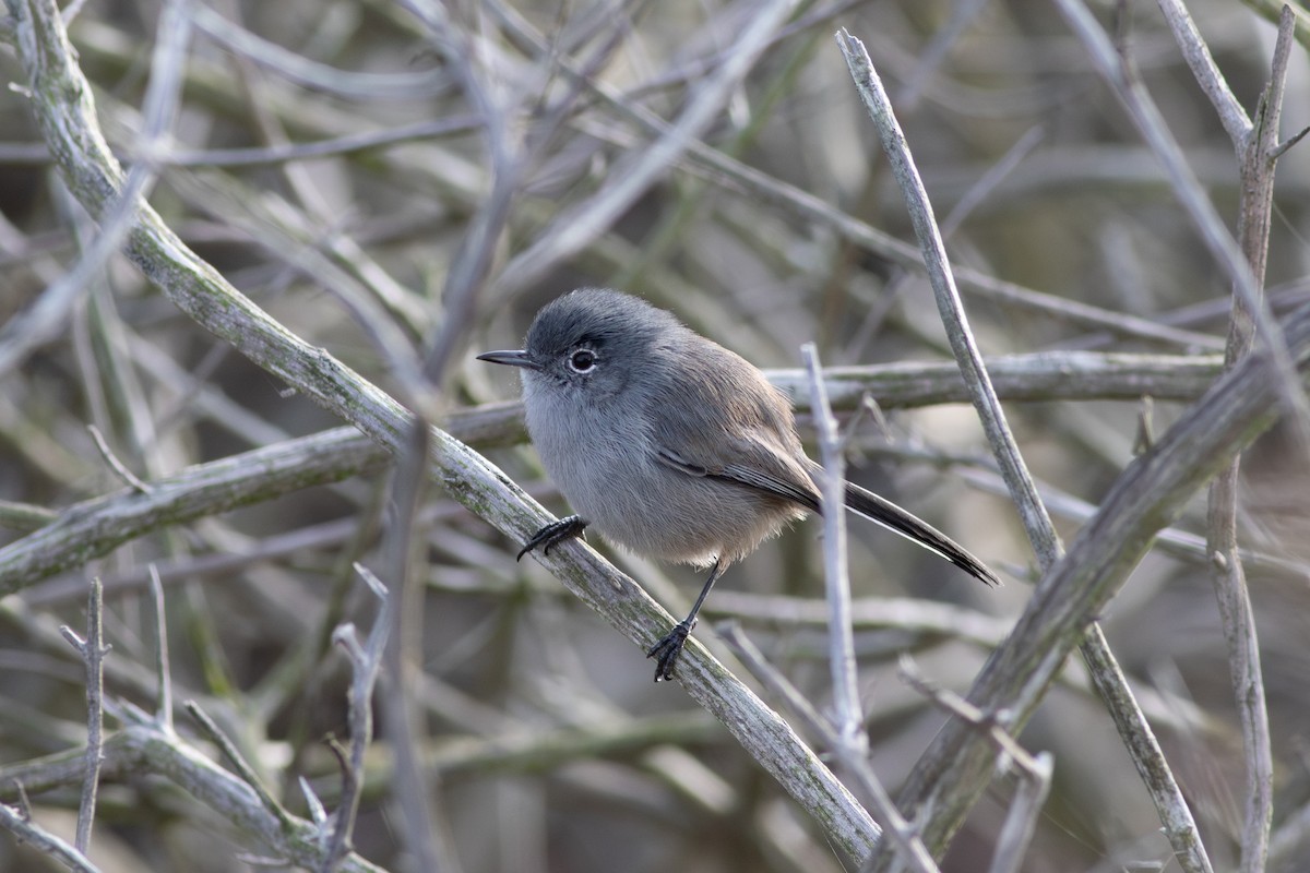 カリフォルニアブユムシクイ - ML644121227