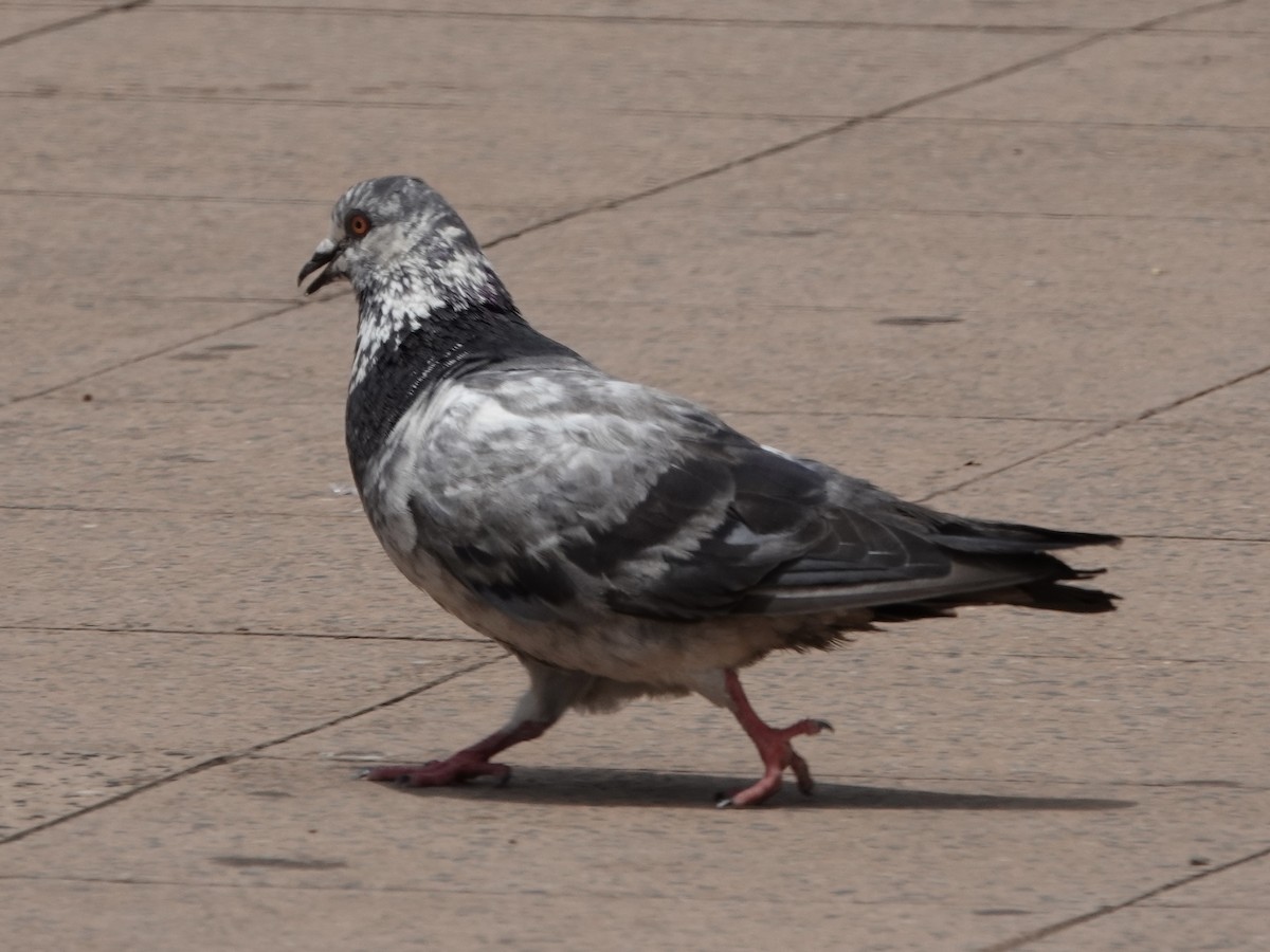 Rock Pigeon (Feral Pigeon) - ML644121248