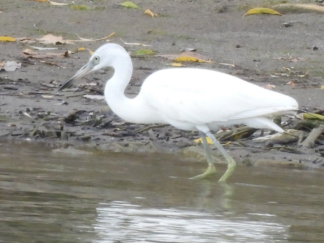 Little Blue Heron - ML644121250
