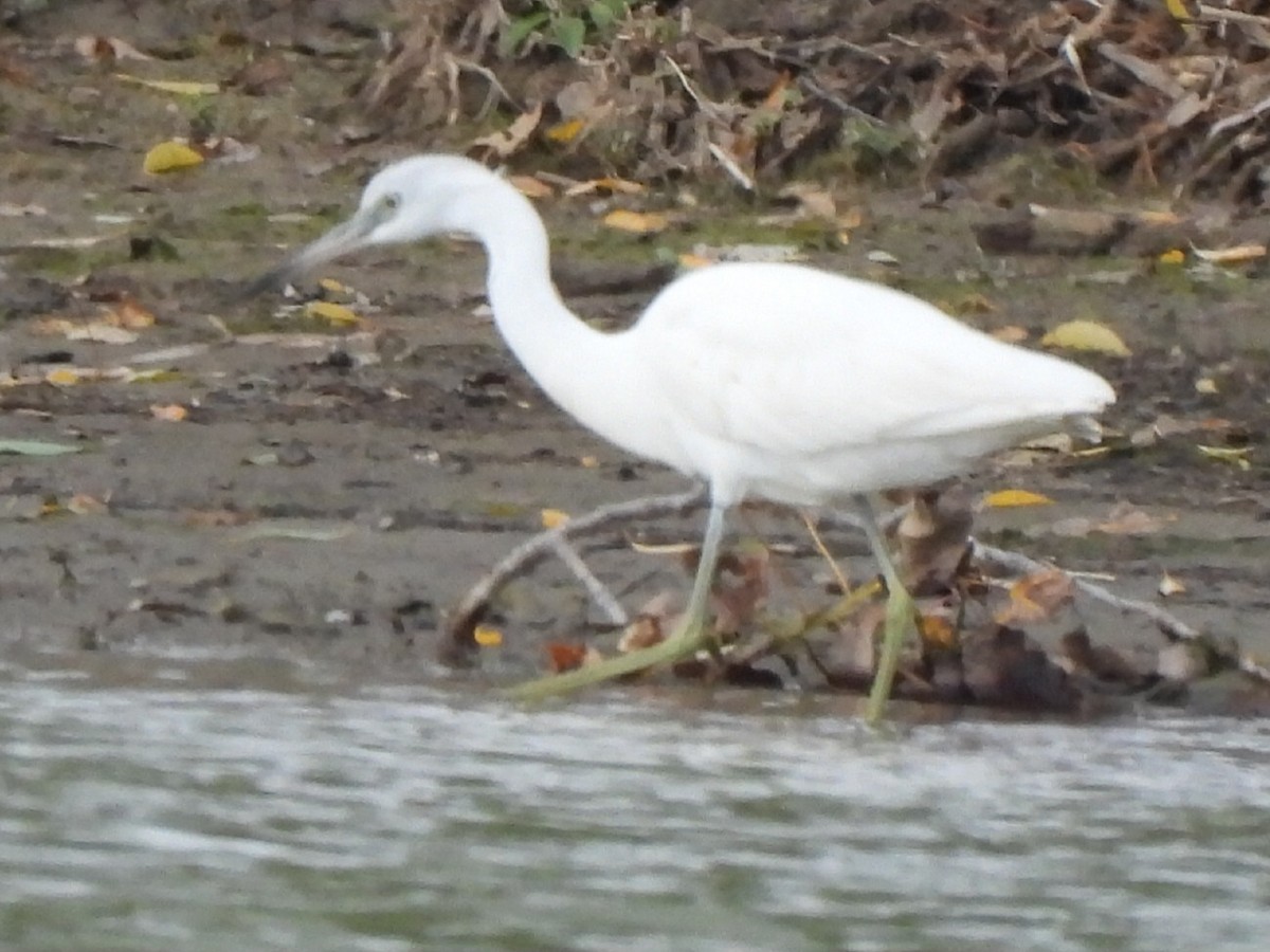 Little Blue Heron - ML644121251