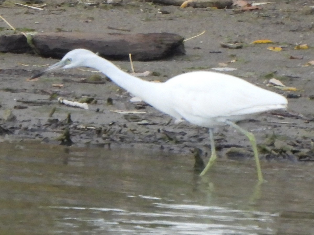 Little Blue Heron - ML644121252