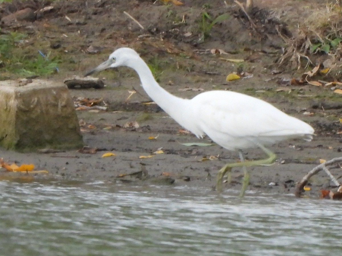 Little Blue Heron - ML644121254