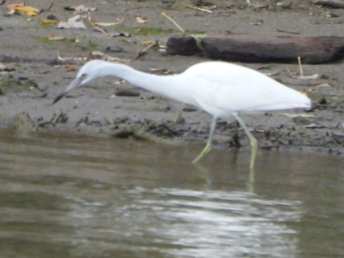 Little Blue Heron - ML644121255