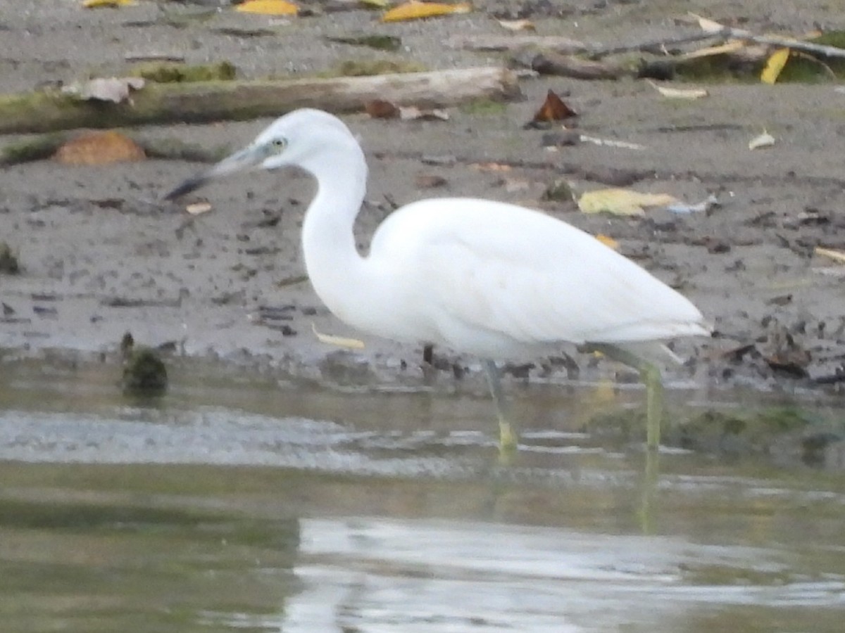 Little Blue Heron - ML644121256