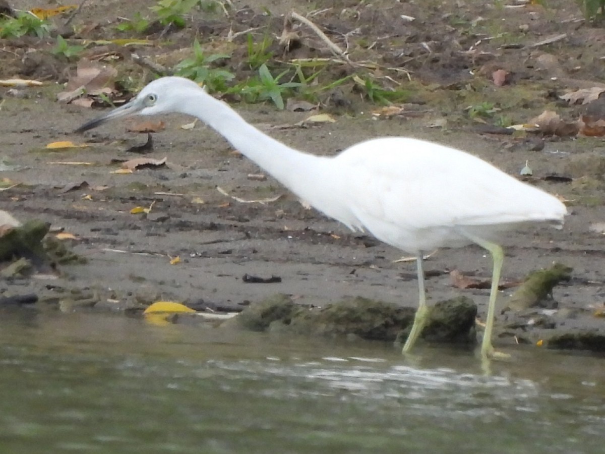 Little Blue Heron - ML644121257