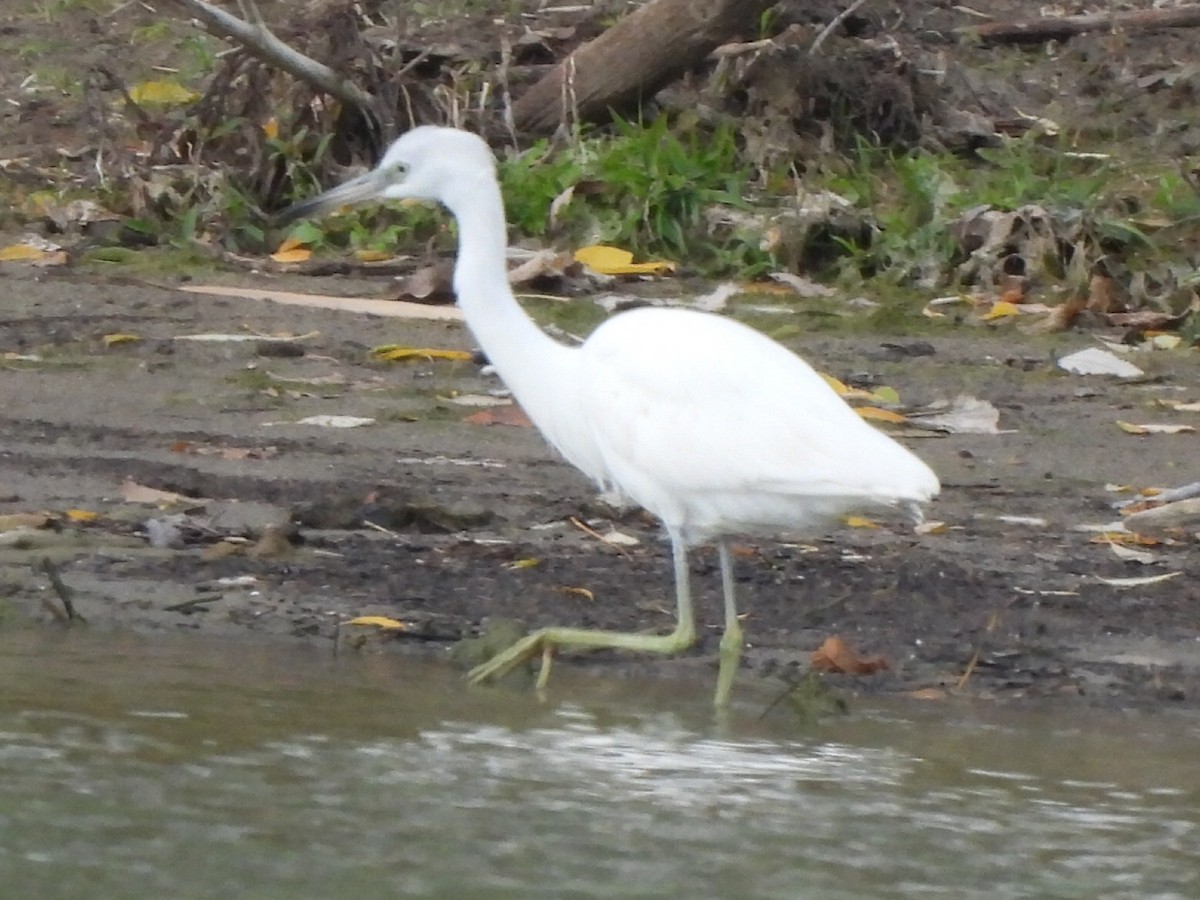 Little Blue Heron - ML644121259