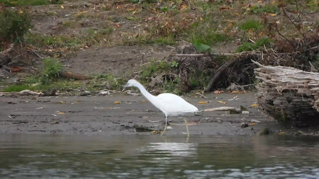 Little Blue Heron - ML644121267