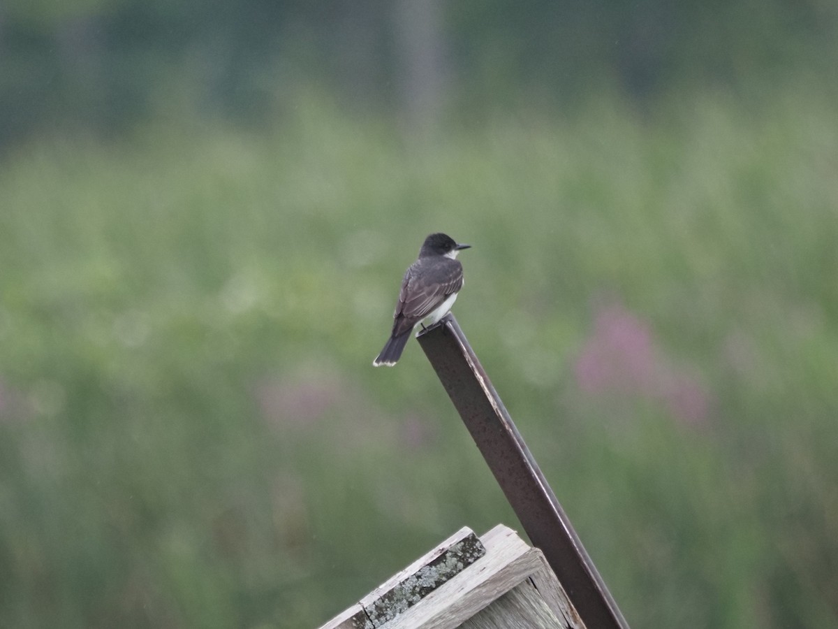 Eastern Kingbird - ML644121277