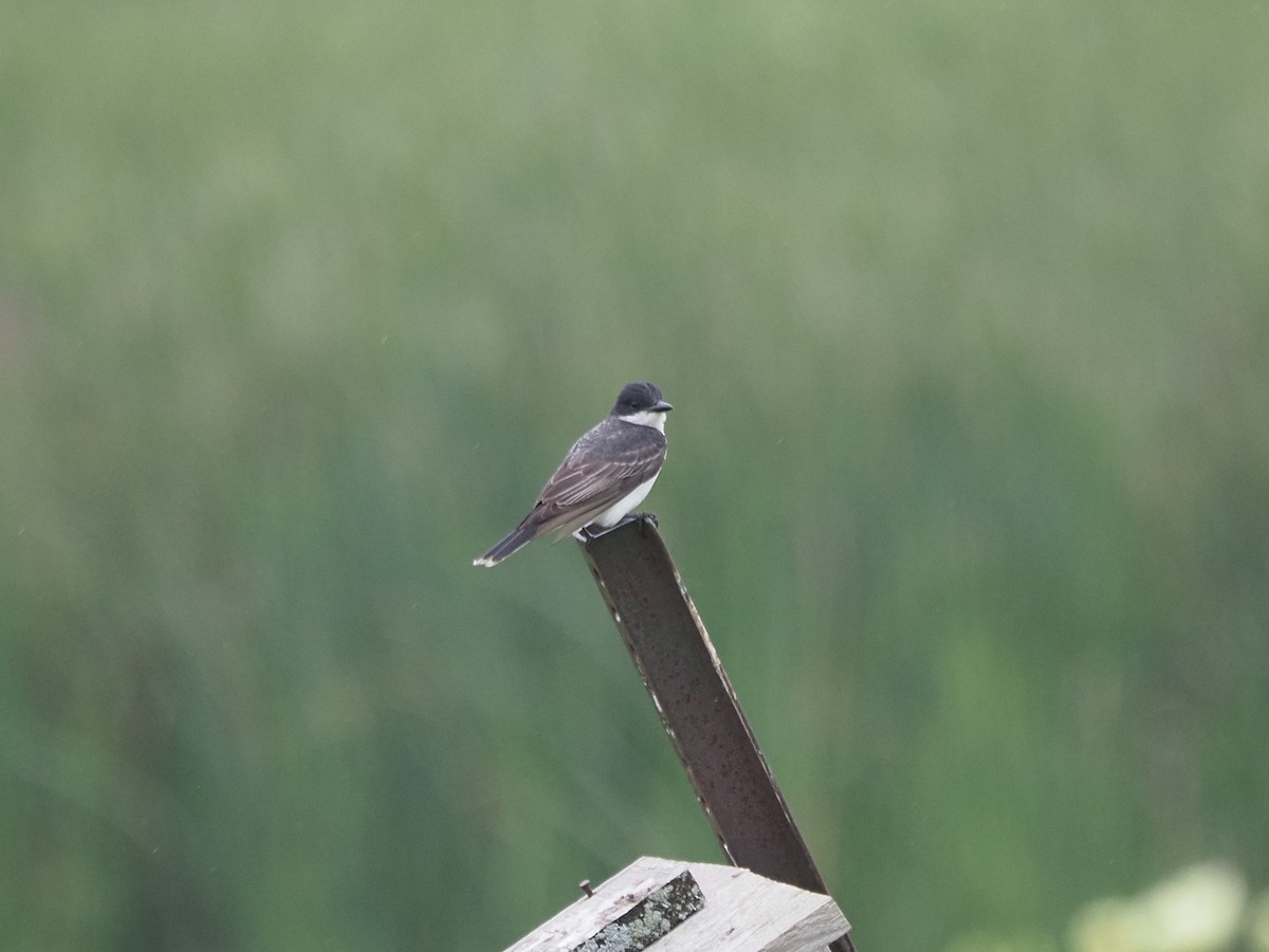 Eastern Kingbird - ML644121278