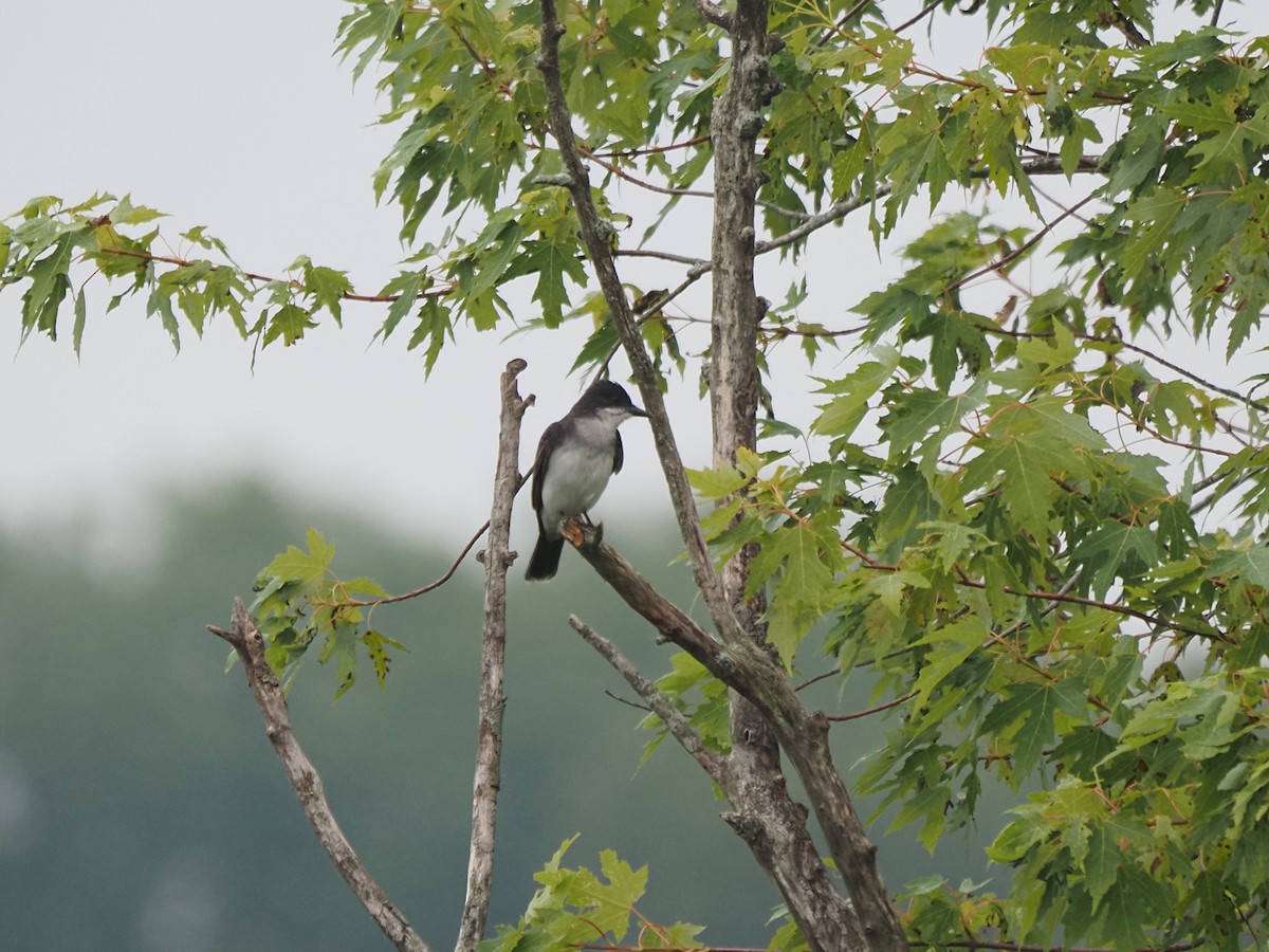 Eastern Kingbird - ML644121279