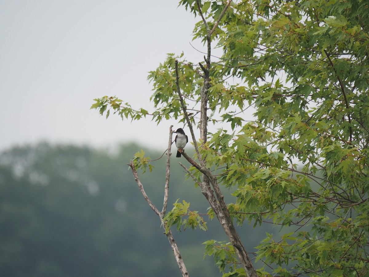Eastern Kingbird - ML644121280