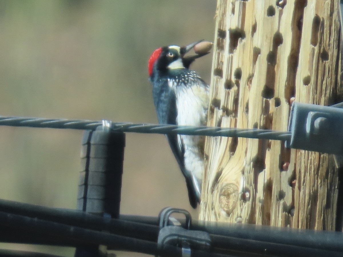 Acorn Woodpecker - ML644121284