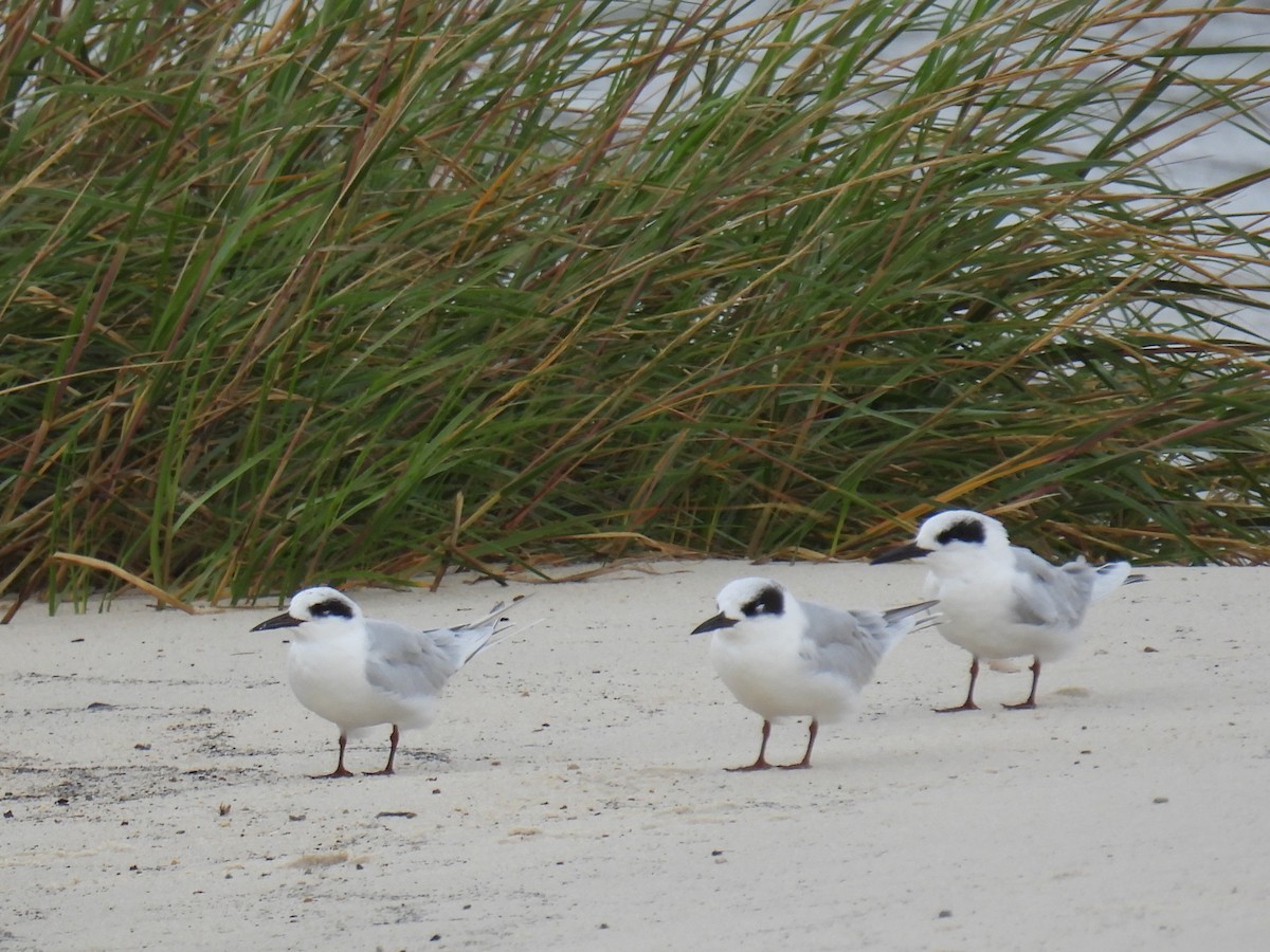 Forster's Tern - ML644121285