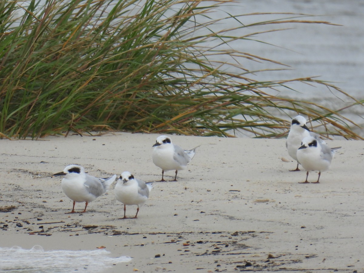 Forster's Tern - ML644121286