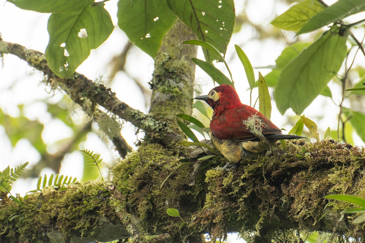 Дятел-смугань червонокрилий - ML644121290