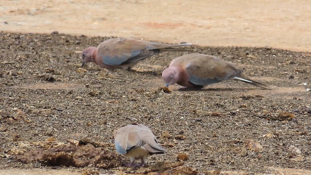 Laughing Dove - ML644121294