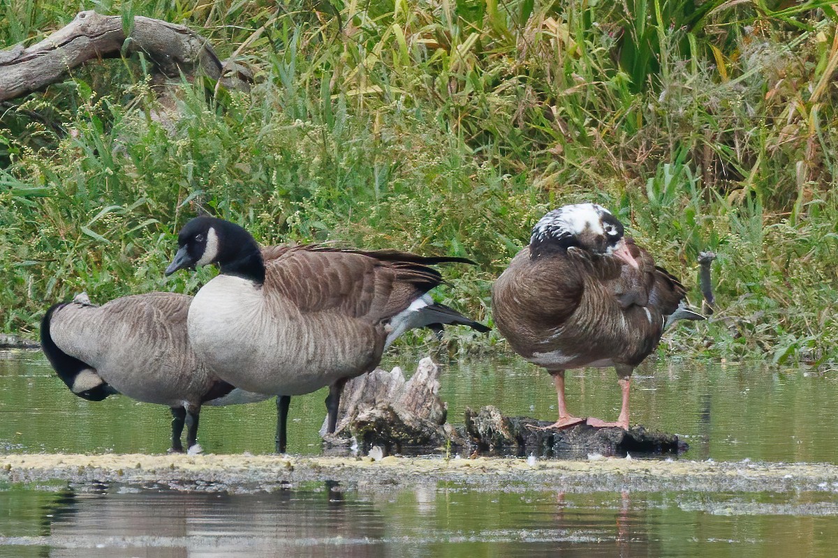 Graylag x Canada Goose (hybrid) - ML644121306