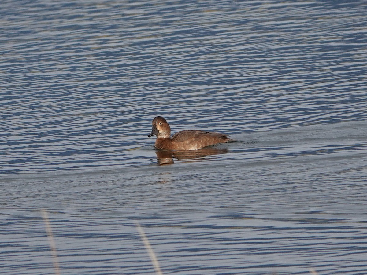 Redhead - ML644121314
