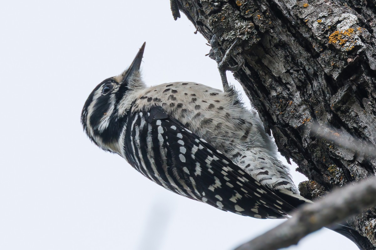 Nuttall's Woodpecker - ML644121320