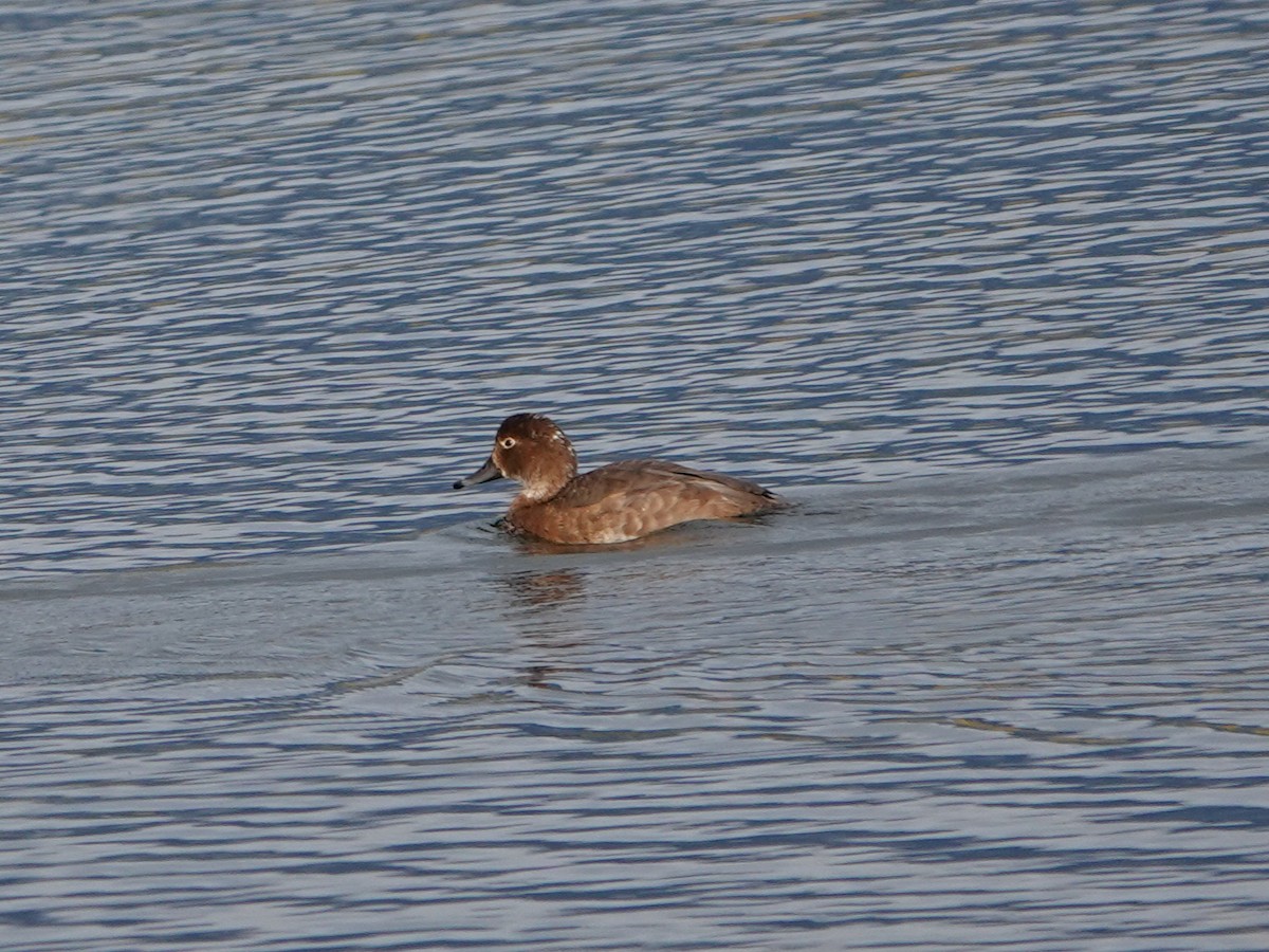 Redhead - ML644121325