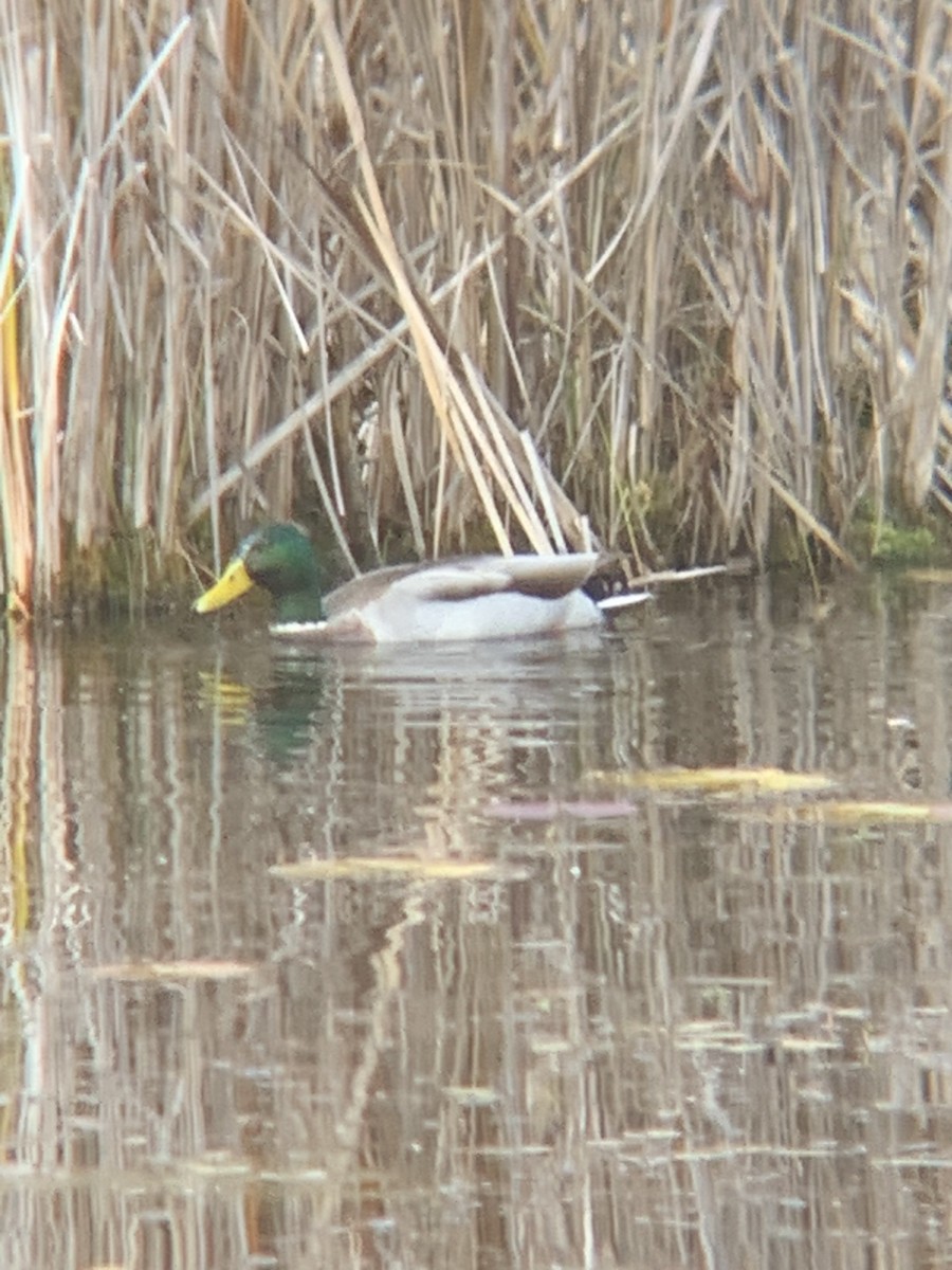 Canard colvert - ML644121335