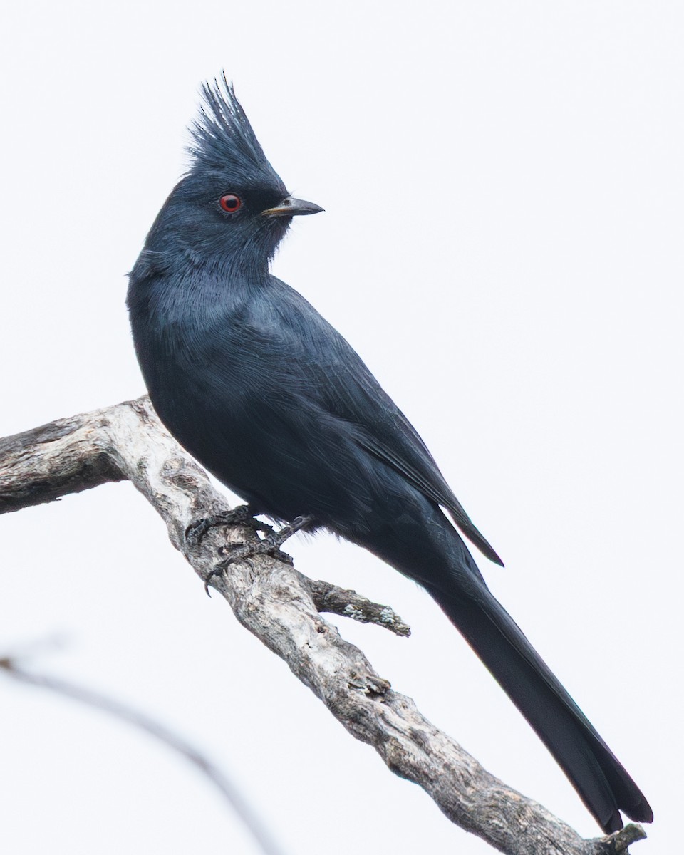 Phainopepla - ML644121336