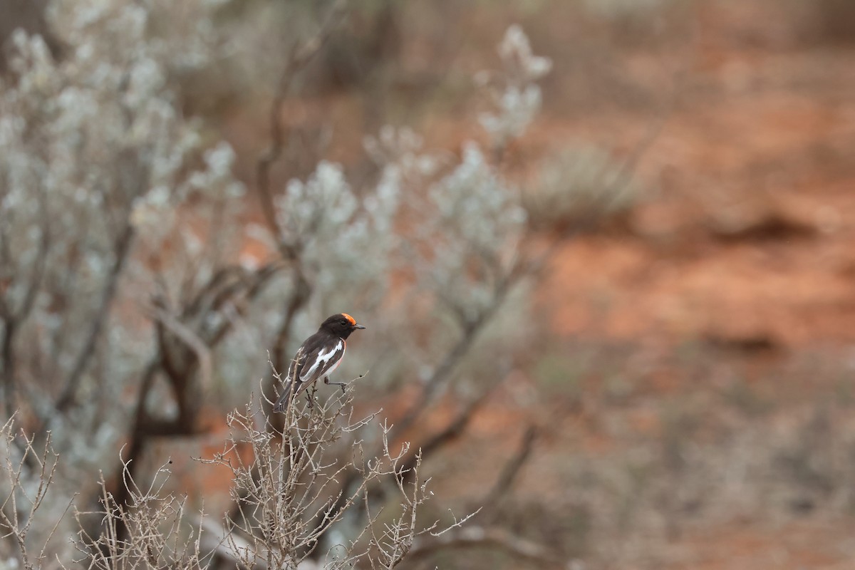 Red-capped Robin - ML644121339