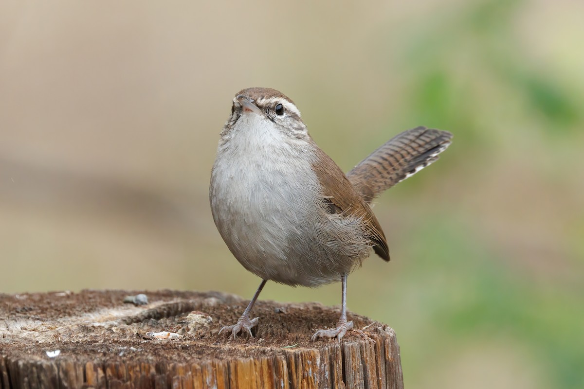 Bewick's Wren - ML644121348