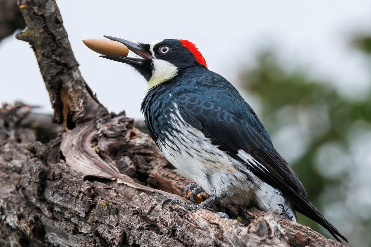 Acorn Woodpecker - ML644121359