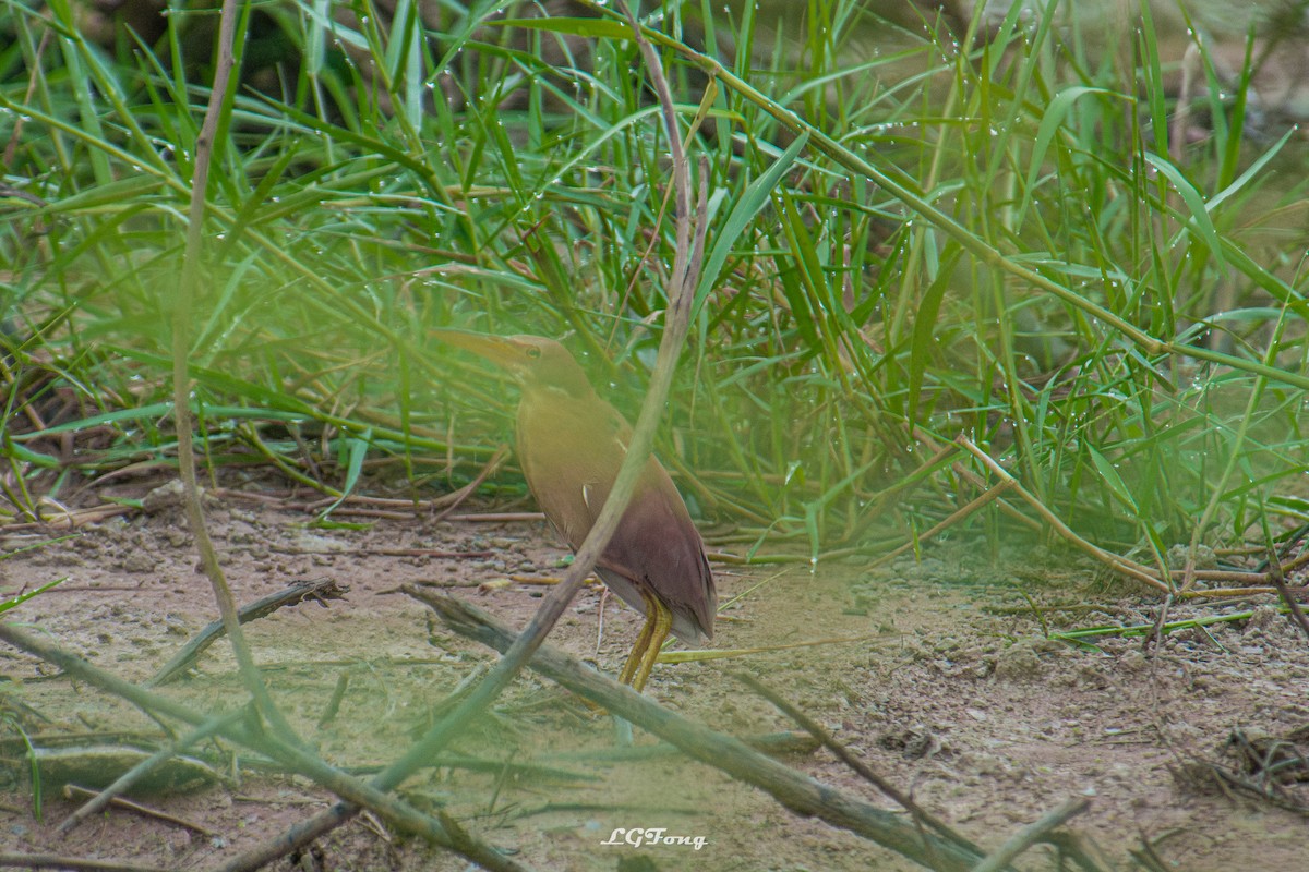 Cinnamon Bittern - ML644121361