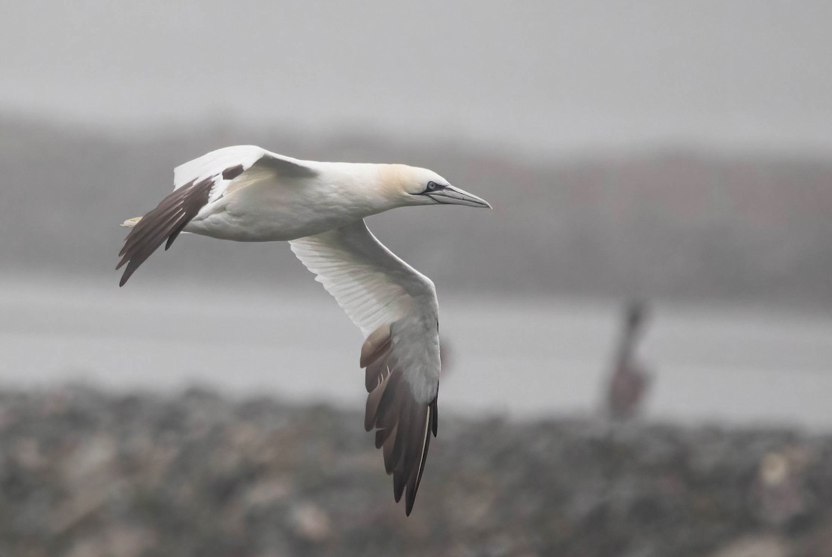 Northern Gannet - ML644121378
