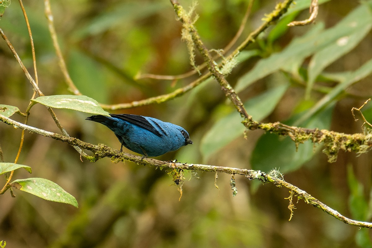 Blue-and-black Tanager - ML644121397