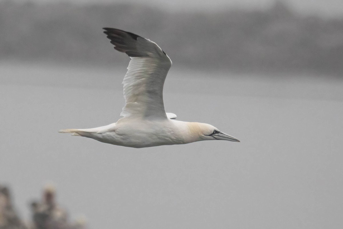 Northern Gannet - ML644121408